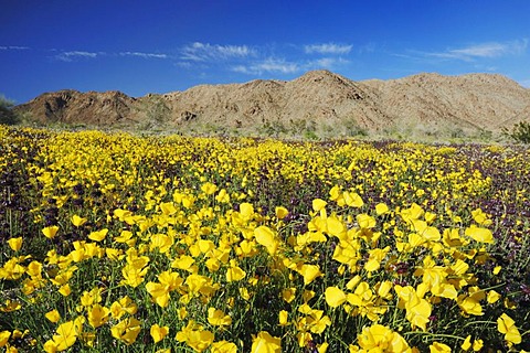 Mojave Desert in bloom with Parish's Gold Poppy (Eschscholzia parishii), Joshua Tree National Park, California, USA