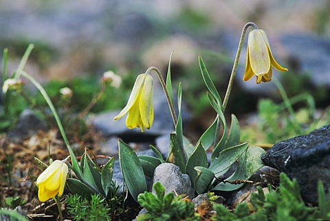 Fritillary (Fritillaria sp.) blooming, Samos, Greece, Europe