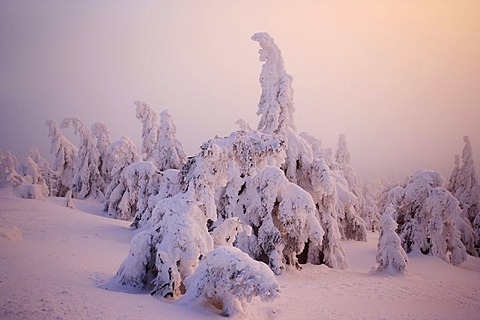 "Brockenhexen", so-called Brocken witches, snow-covered trees on the Brocken mountain at sunset, Harz, Saxony-Anhalt, Germany