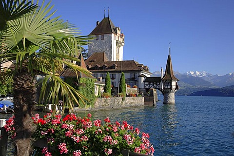 Castle of Oberhofen, Lake Thun, Thun, canton of Berne, Switzerland, Europe