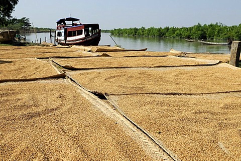 Rice drying in the sun, Mrauk-U, Burma, also called Myanmar, Southeast Asia