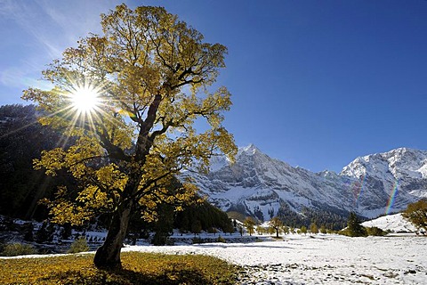 Sycamore Maple (Acer pseudoplatanus) with autumnal foliage, backlit, in front of snow-covered mountains, Ahornboden, Eng, Vorderriss, Tirol, Austria, Europe