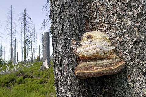 Fungus on a dead spruce infested by bark beetles on Mt Lusen in the Bavarian Forest National Park near Spiegelau, Bavaria, Germany, Europe