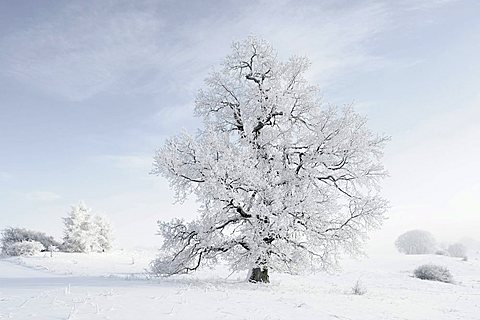 English Oak (Quercus robur), winter landscape, Swabian Alb, Baden-Wuerttemberg, Germany, Europe