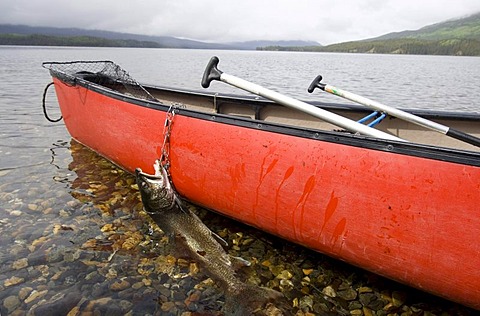 Fisherman's catch, trophy Lake Trout (Salvelinus namaycush), on a stringer, red canoe, Big Salmon Lake, Yukon Territory, Canada, North America