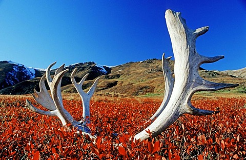 Reindeer or Caribou antlers in Denali National Park, Alaska, USA