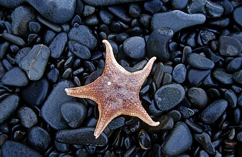 Starfish, Alaska, USA