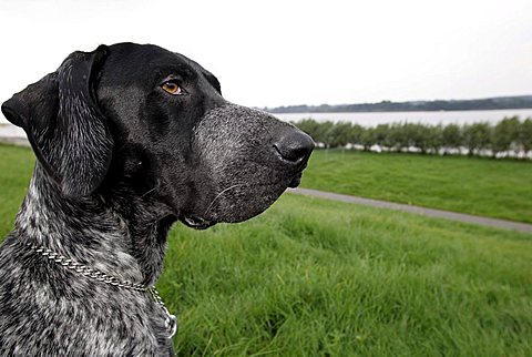 German short-haired dog enjoying the view at the bike at Borstel, Stade, Schleswig-Holstein, Germany