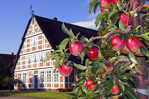 Ripe Red Apples (Malus x domestica), apple tree in front of an historic timber framed farmhouse, Altes Land orchard area, Lower Saxony, Germany, Europe