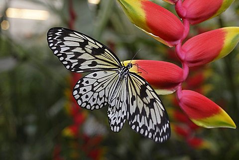 Paper Kite or the Rice Paper Butterfly (Idea leuconoe) resting on a Hanging Lobster Claw (Heliconia rostrata)