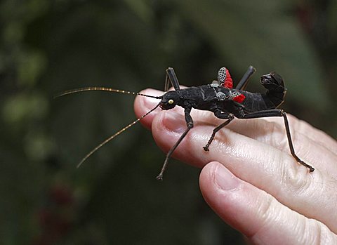 Stick Insect (Peruphasma schultei)