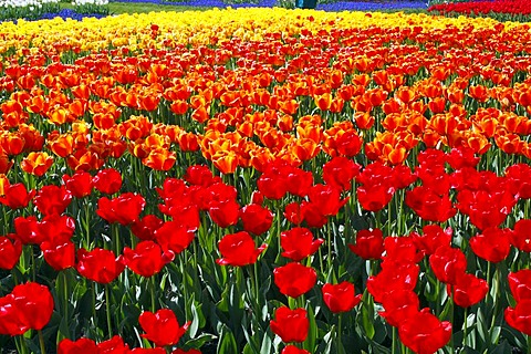 Blossoming Tulips (Tulipa spec.), different colours, tulip flowerbeds in spring