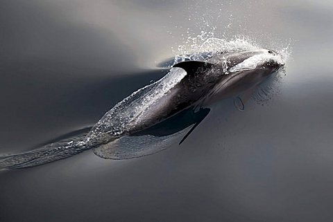 Common minke whale or northern minke whale (Balaenoptera acutorostrata), Svalbard, Spitsbergen, Norway