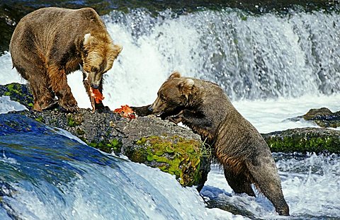 Brown bears (Ursus arctos) feeding salmons, Katmai National Park, Alaska