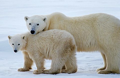 Polar bears (Ursus maritimus), mother and young animal, Hudson Bay, Canada, North America