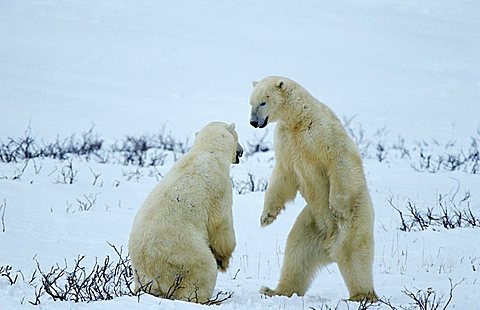 Polar bears (Ursus maritimus), playful fight, Hudson Bay, Canada, North America