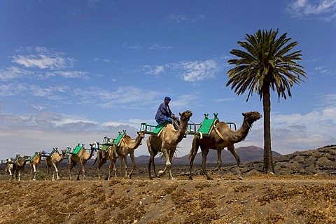 Dromedary camel caravan on the way to Uga, Lanzarote, Canary Islands, Spain, Europe