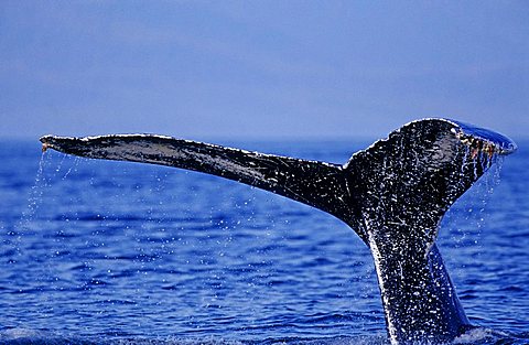 Humpback Whale (Megaptera novaeangliae), diving and showing his fluke, Alaska, America