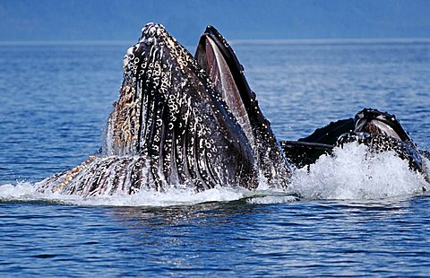 Several Humpback Whales (Megaptera novaeangliae) in the water, Alaska, America