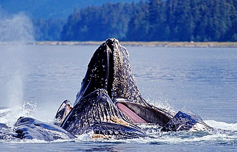 Several Humpback Whales (Megaptera novaeangliae) in the water, Alaska, America