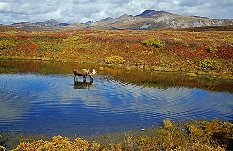 moose (Alces alces) standing in a pond in the wide landscape, foraging, Denali N.P., Alaska, America