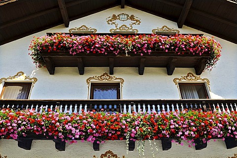 Traditional house with balconies adorned with an abundance of Geraniums (Pelargonium zonale) near Munich, Bavaria, Germany, Europe