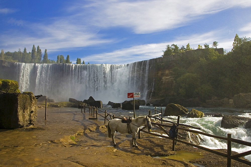 Horse at Salto del Laja, the biggest waterfall from Chile, river Rio Laja, Chile, South America