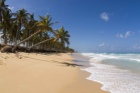 Beach with white sand and Coconut Palms (Cocos nucifera), Punta Cana, Dominican Republic, Central America