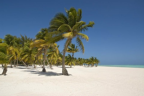 Palm-lined beach with white sand and Coconut Palm Trees (Cocos nucifera), Punta Cana, Dominican Republic, Central America