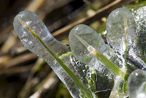 Blade of grass covered with a layer of ice