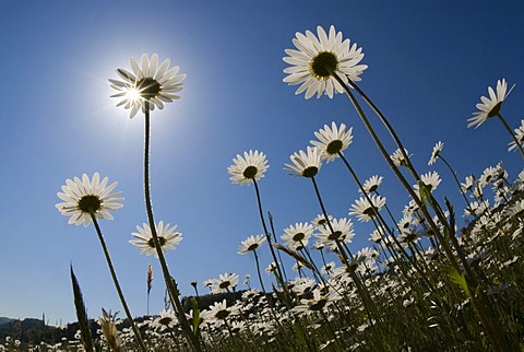 Oxeye Daisies or Marguerites (Leucanthemum vulgare)