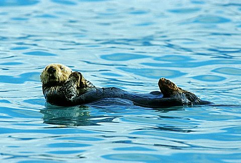 Sea Otter, Prince William Sound, Alaska, USA