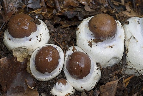 Cortinarius Praestans, Cortinar or Webcap (Cortinarius praestans), Kalkalpen National Park, Upper Austria, Austria, Europe