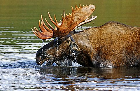 Moose or Elk (Alces alces) standing in water, Denali National Park, Alaska, USA