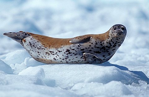 Harbour Seal or Common Seal (Phoca vitulina) on an ice floe in Prince William Sound, Alaska, USA