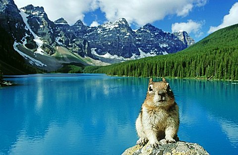 Gopher in front of Moraine Lake in Banff National Park, Alberta, Canada, North America