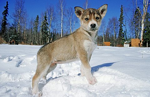 Sled dog or Husky puppy standing in the snow