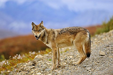 Wolf (Canis lupus) looking for food along the road, Denali National Park, Alaska