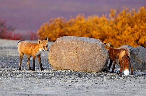 Foxes (Vulpes vulpes) circling a stone to hide themselves from each other, Denali National Park, Alaska, USA