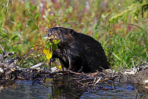 North American Beaver (Castor canadensis) building a dam in Denali National Park, Alaska, USA