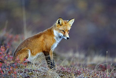 Fox (Vulpes vulpes) at daybreak, Denali National Park, Alaska, USA