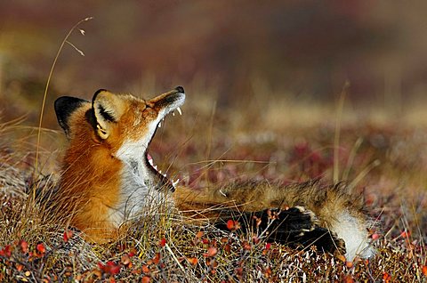 Fox (Vulpes vulpes) yawning at daybreak, Denali National Park, Alaska, USA