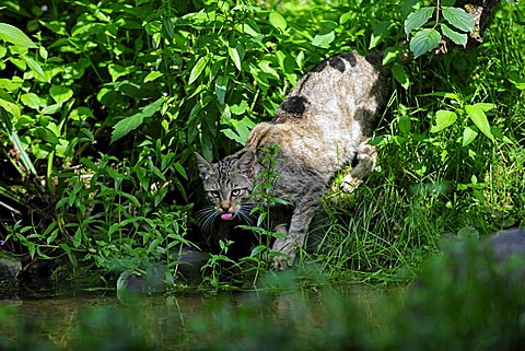 European wildcat (Felis silvestris), Switzerland, Europe