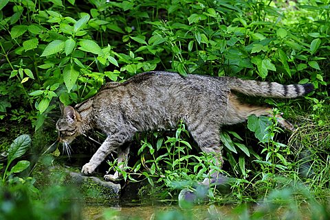 European wildcat (Felis silvestris), Switzerland, Europe