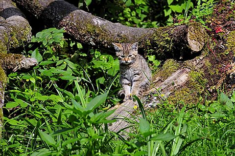 Young European wildcat (Felis silvestris), Switzerland, Europe