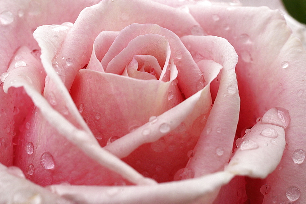 Rose after a rain shower