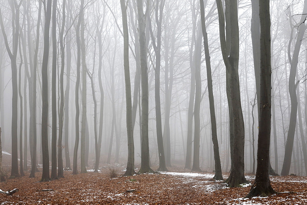 Fog-enshrouded forest in wintertime, Palatinate region, Rhineland-Palatinate, Germany, Europe