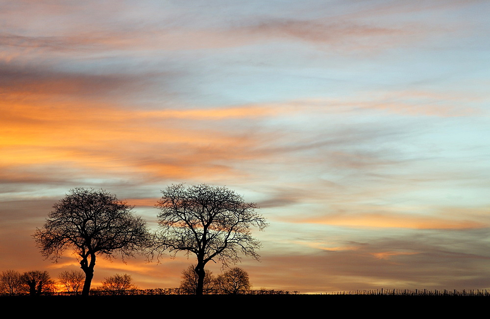 Two walnut trees set against a glowing evening sky, southern Palatinate region, Rhineland-Palatinate, Germany, Europe