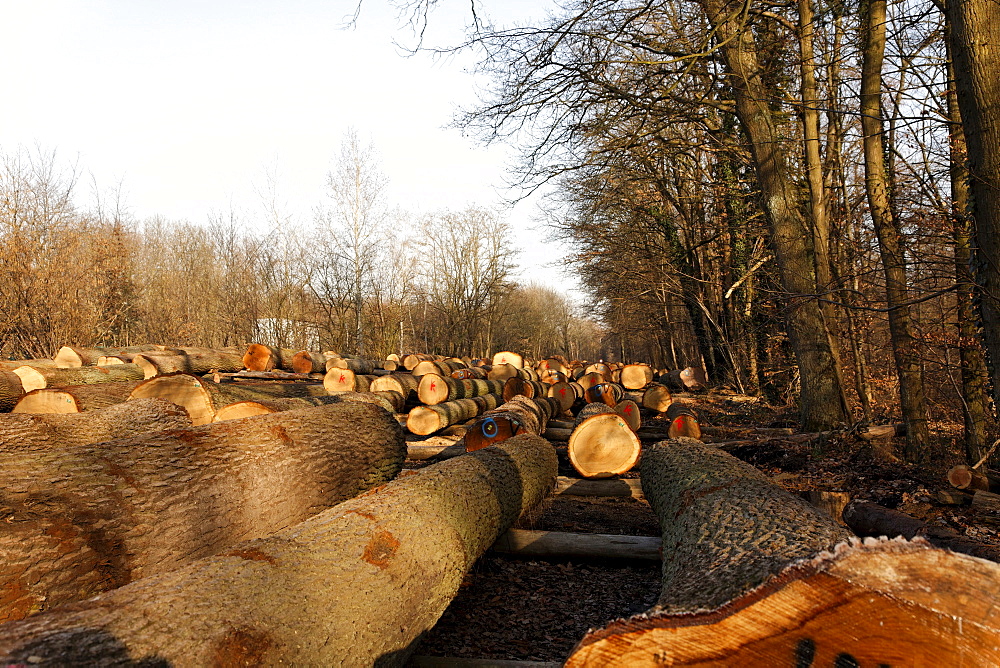 Large logs, southern Palatinate region, Rhineland-Palatinate, Germany, Europe