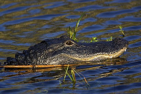 Alligator mississippiensis Aligator